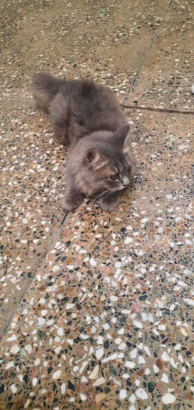 Persian cats