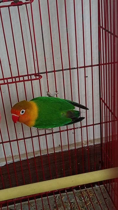Young breeder fisher  male