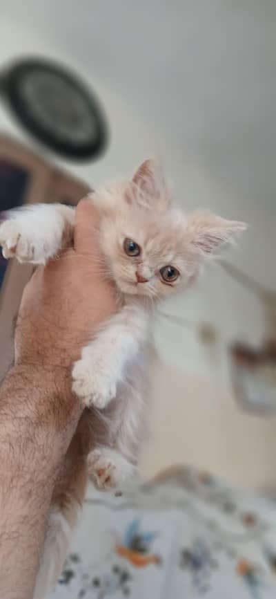 Persian kittens