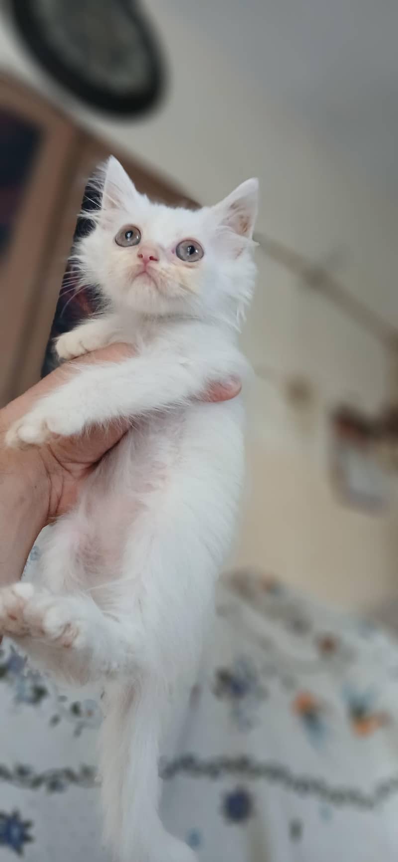 Persian kittens 5