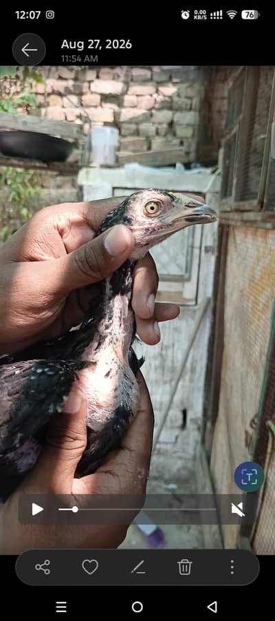 Pure Mushka Aseel Lasani Bloodline Pathay / High Quality Aseel Chicks