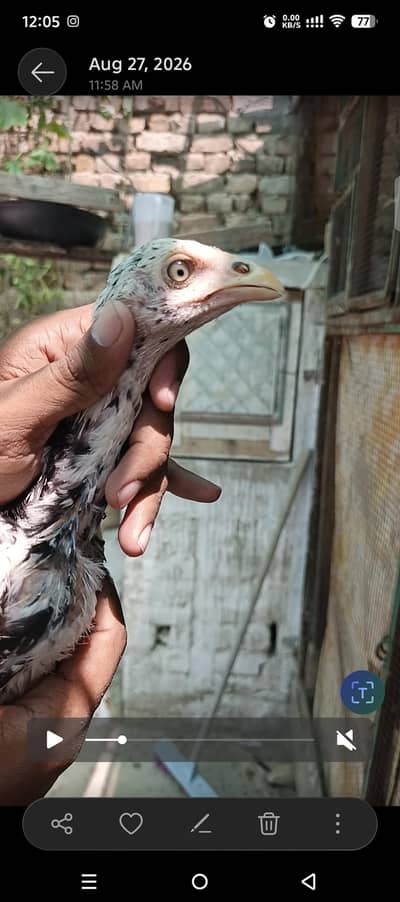 Pure Mushka Aseel Lasani Bloodline Pathiyain High Quality Aseel chicks
