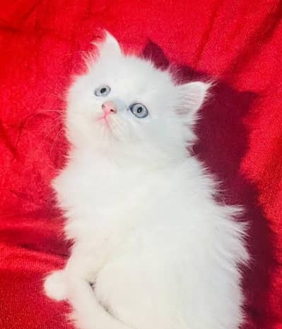 piar Cat far sale 1 keetn 8500 2 keetn 16k