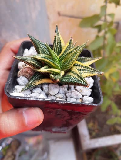 Haworthia limifolia variegated