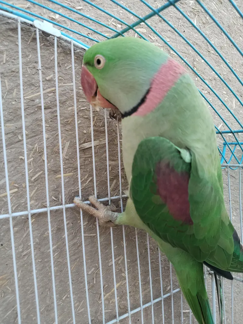 Alexandrine parrot for sale kashmiri raw parrot full talking — photo 3