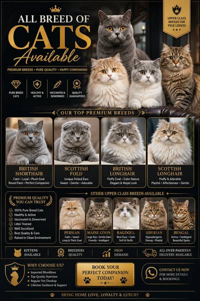 Cats | Kittens | Scottish Fold | British Shorthair | All Types of Cats