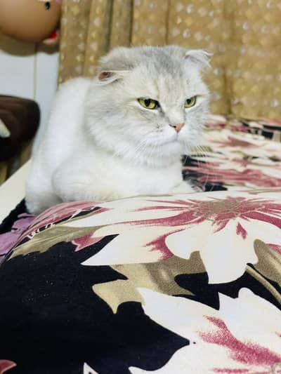 Cats | Kittens | Scottish Fold | British Shorthair | All Types of Cats