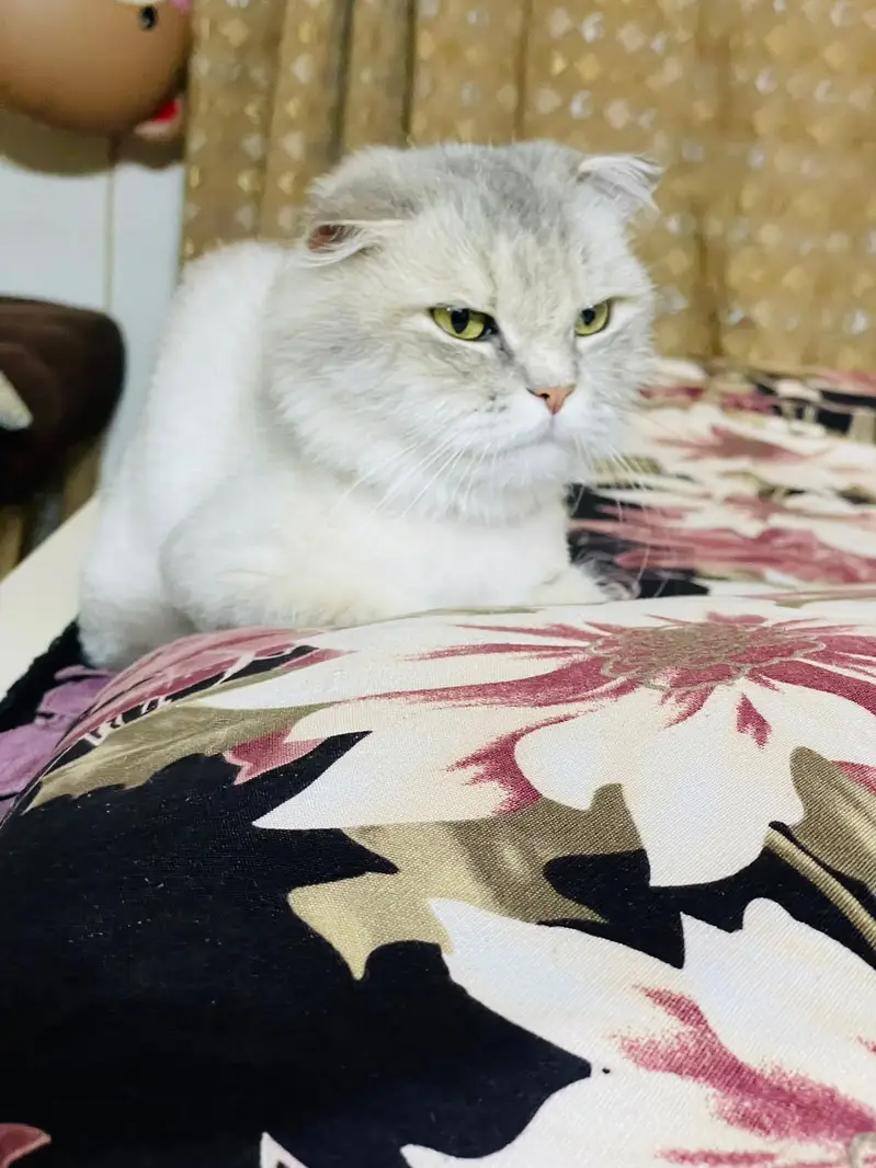 Cats | Kittens | Scottish Fold | British Shorthair | All Types of Cats — photo 2