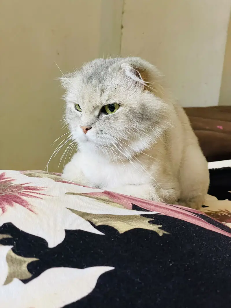 Cats | Kittens | Scottish Fold | British Shorthair | All Types of Cats — photo 3