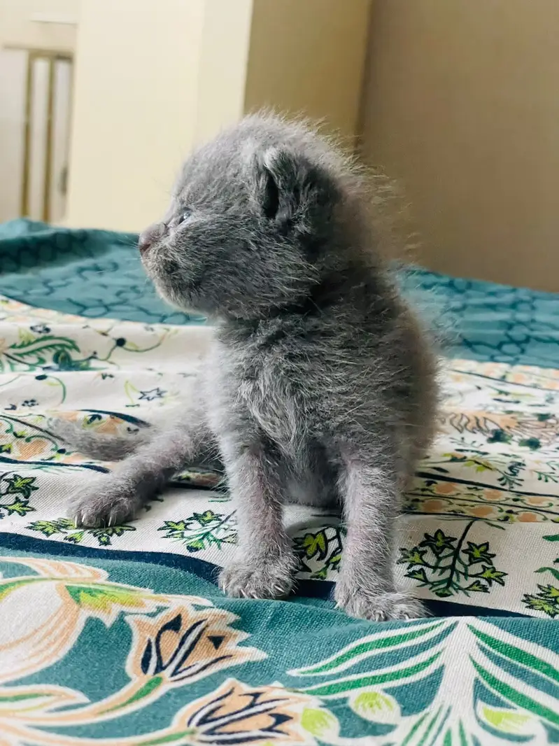 Cats | Kittens | Scottish Fold | British Shorthair | All Types of Cats — photo 4
