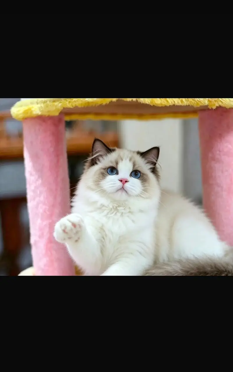 Cats | Kittens | Scottish Fold | British Shorthair | All Types of Cats — photo 8