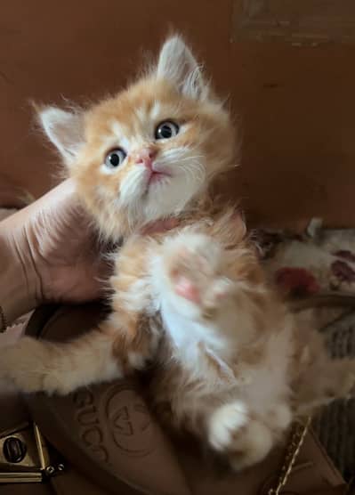 persian kitten /cute kitten | triple coated/ punch face_cute cat