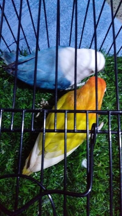Green Opaline palefellow male x blue opaline split palefellow Female