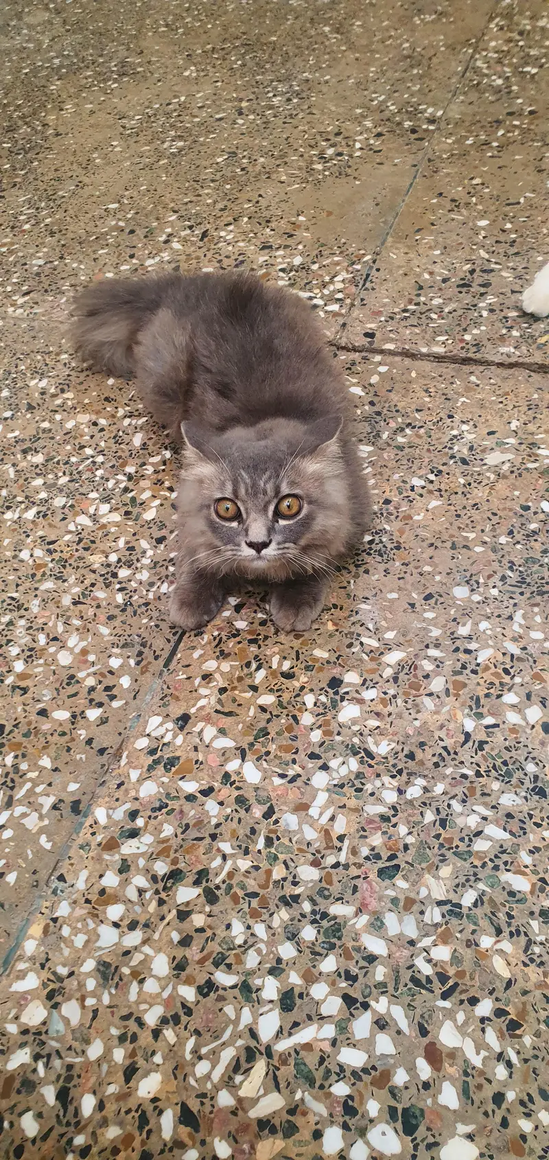 Persian cats — photo 2