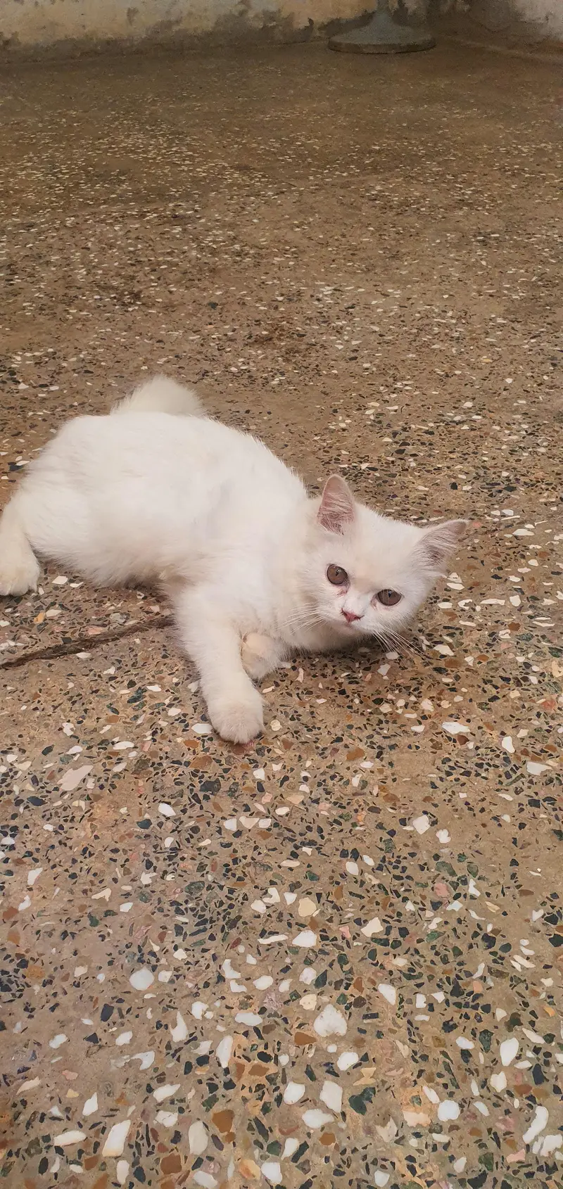 Persian cats — photo 3