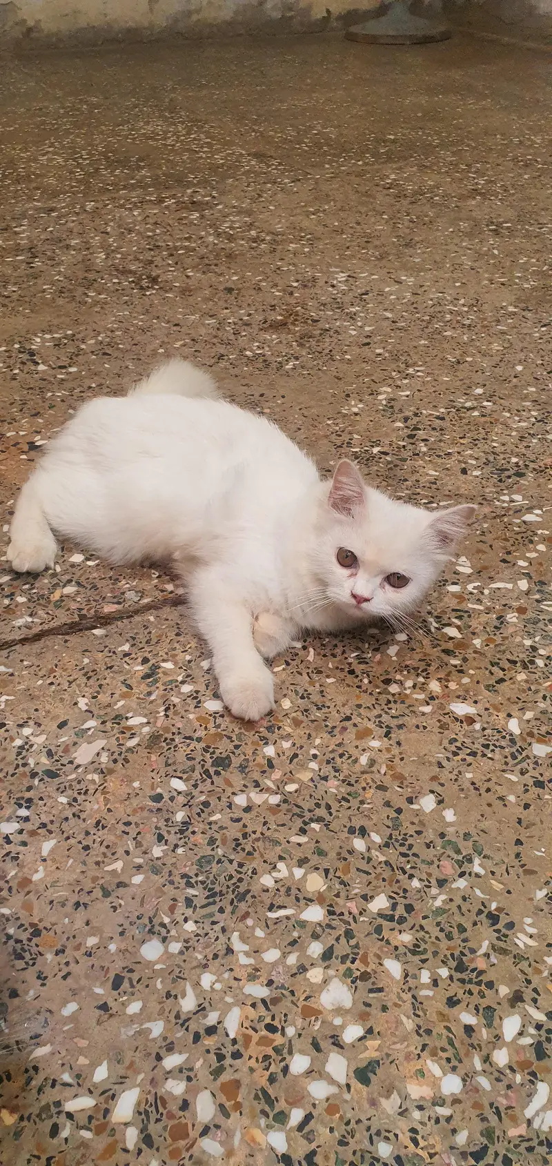Persian cats — photo 4