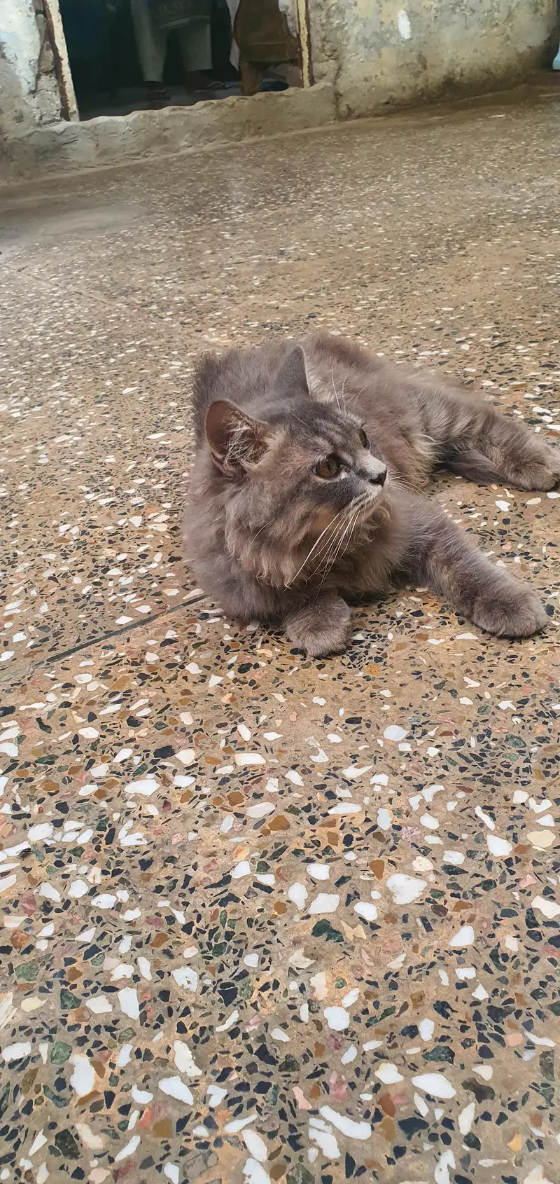 Persian cats — photo 5