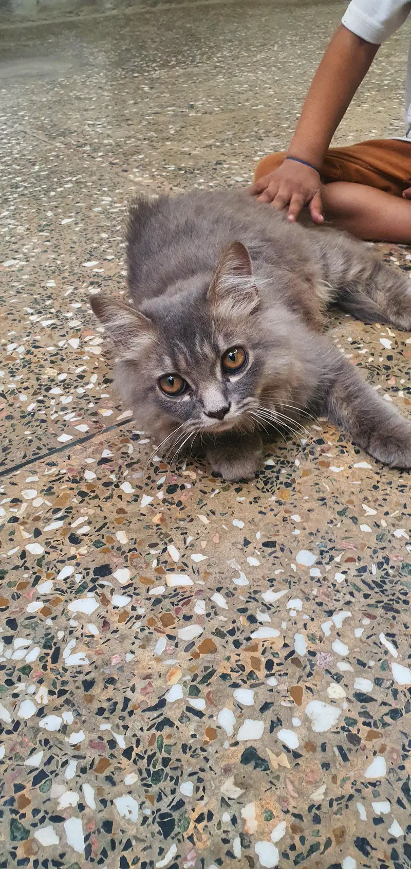Persian cats — photo 6