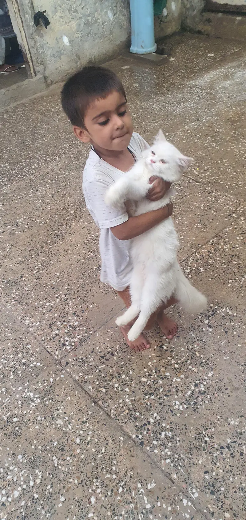 Persian cats — photo 7