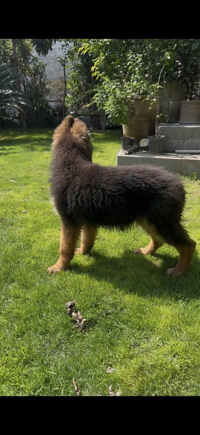 3 female puppies available for new home
