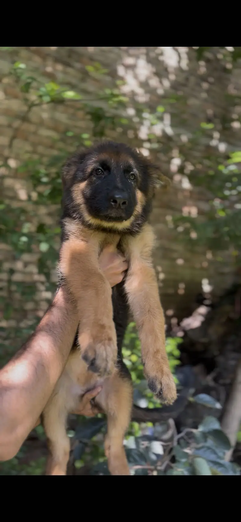3 female puppies available for new home — photo 2