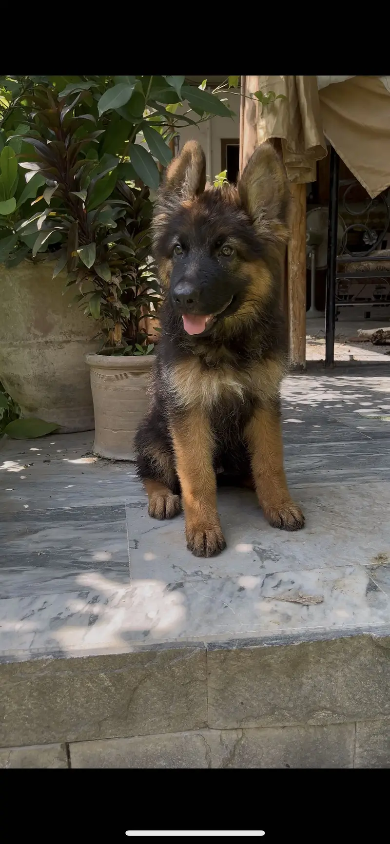 3 female puppies available for new home — photo 3