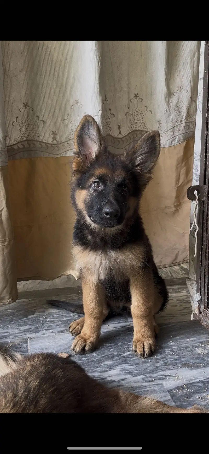 3 female puppies available for new home — photo 4
