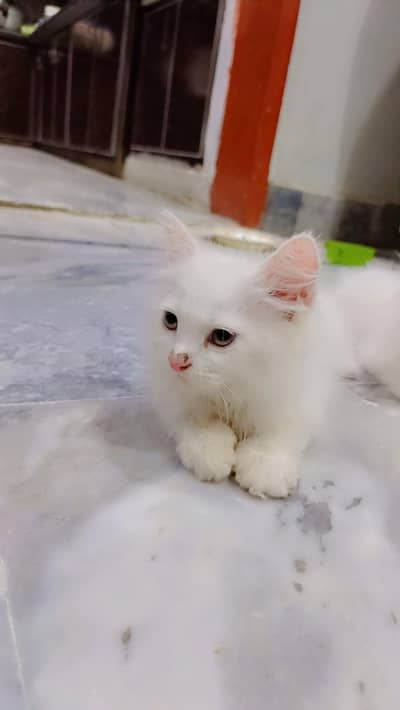 high quality fur Persian kittens white color