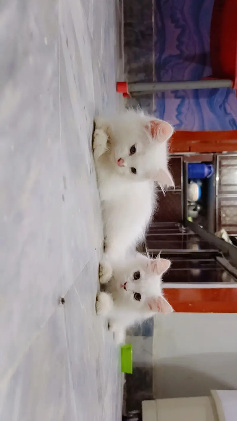 high quality fur Persian kittens white color — photo 2