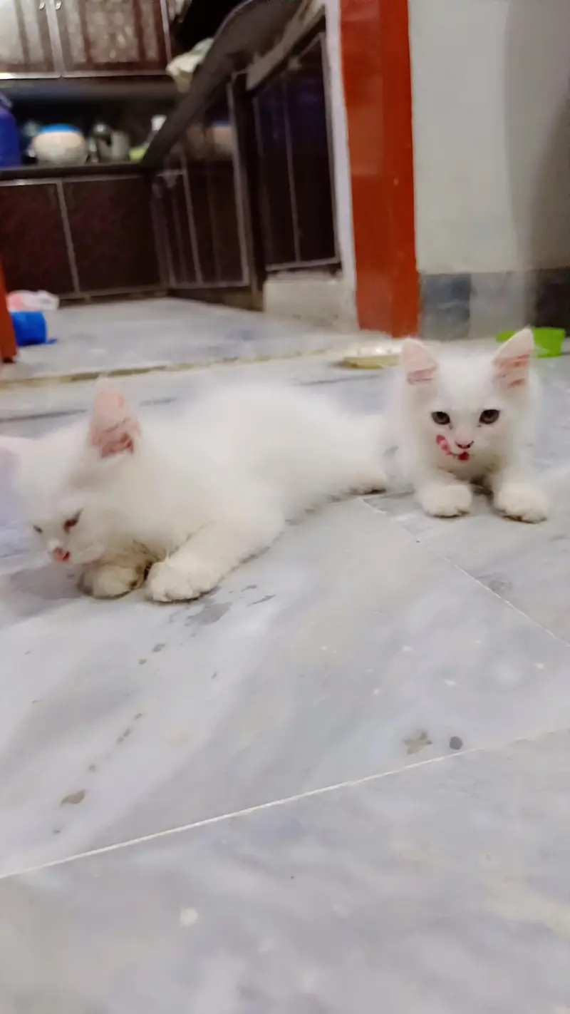 high quality fur Persian kittens white color — photo 3