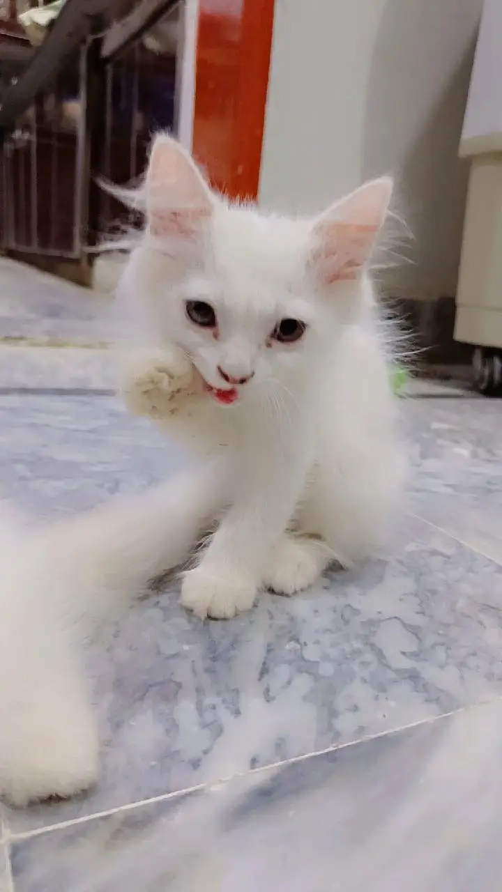 high quality fur Persian kittens white color — photo 4