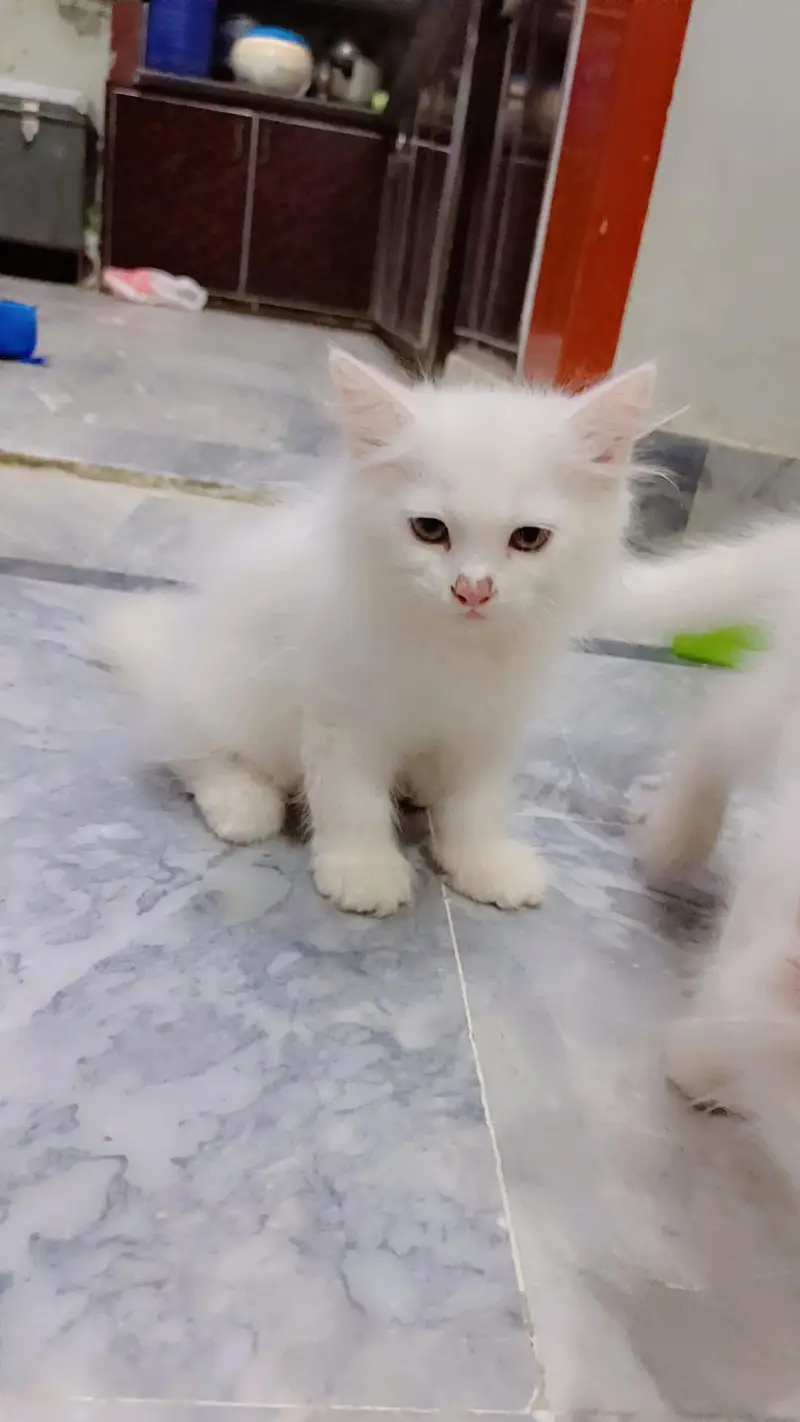 high quality fur Persian kittens white color — photo 5