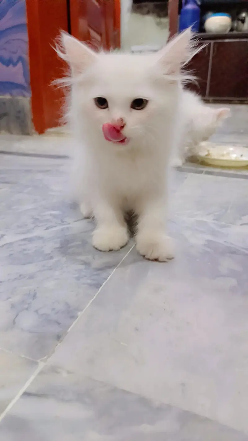 high quality fur Persian kittens white color — photo 6