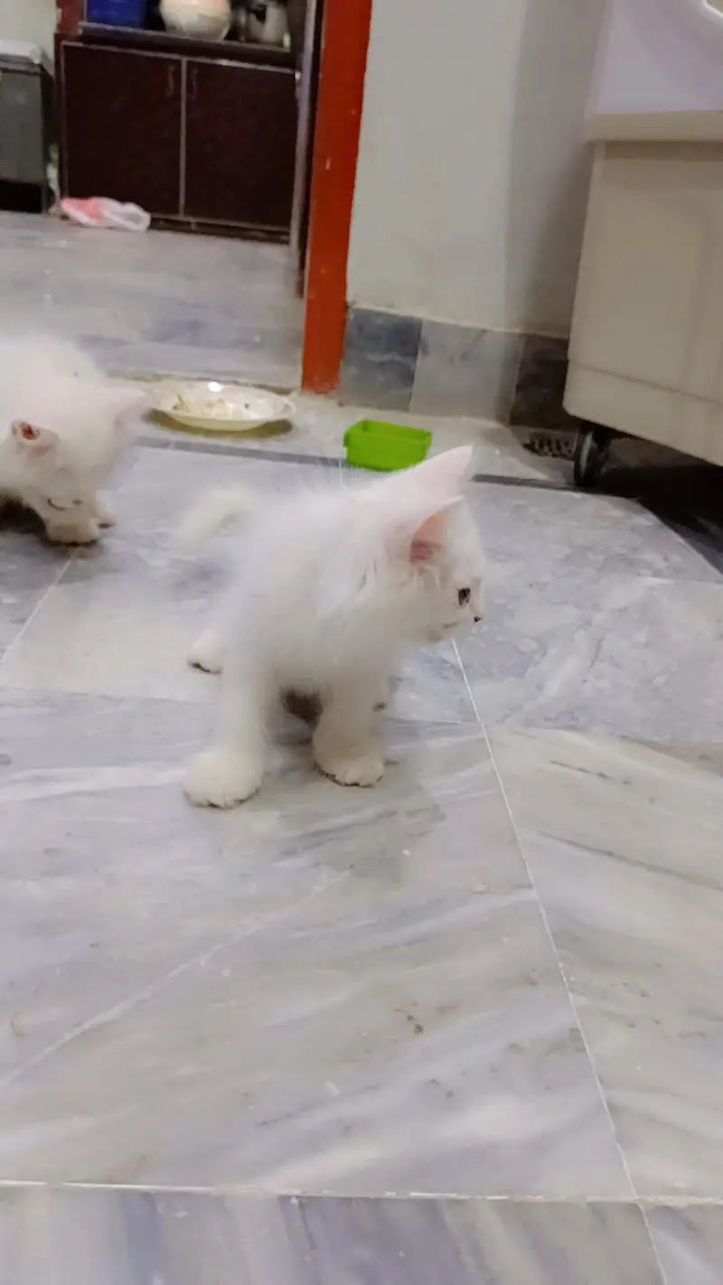 high quality fur Persian kittens white color — photo 7
