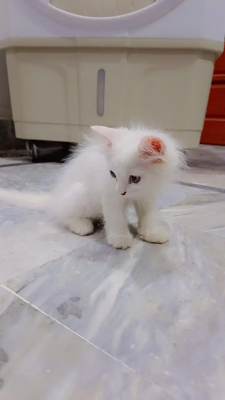 high quality fur Persian kittens white color — photo 8