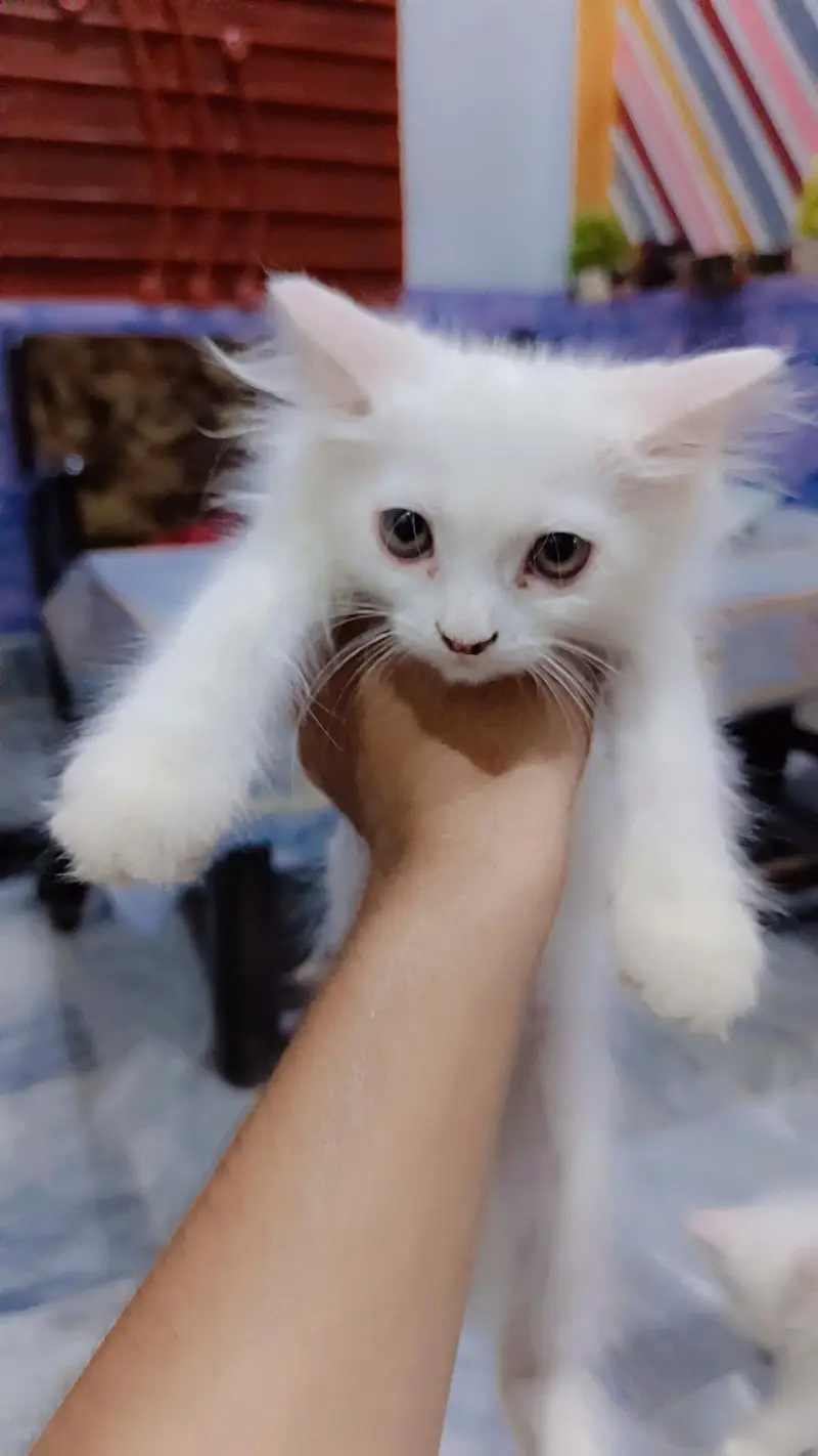high quality fur Persian kittens white color — photo 9