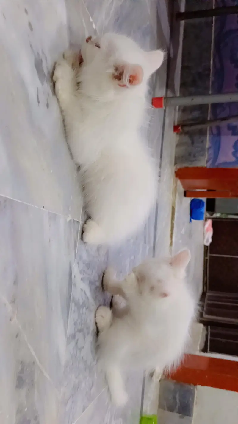 high quality fur Persian kittens white color — photo 10