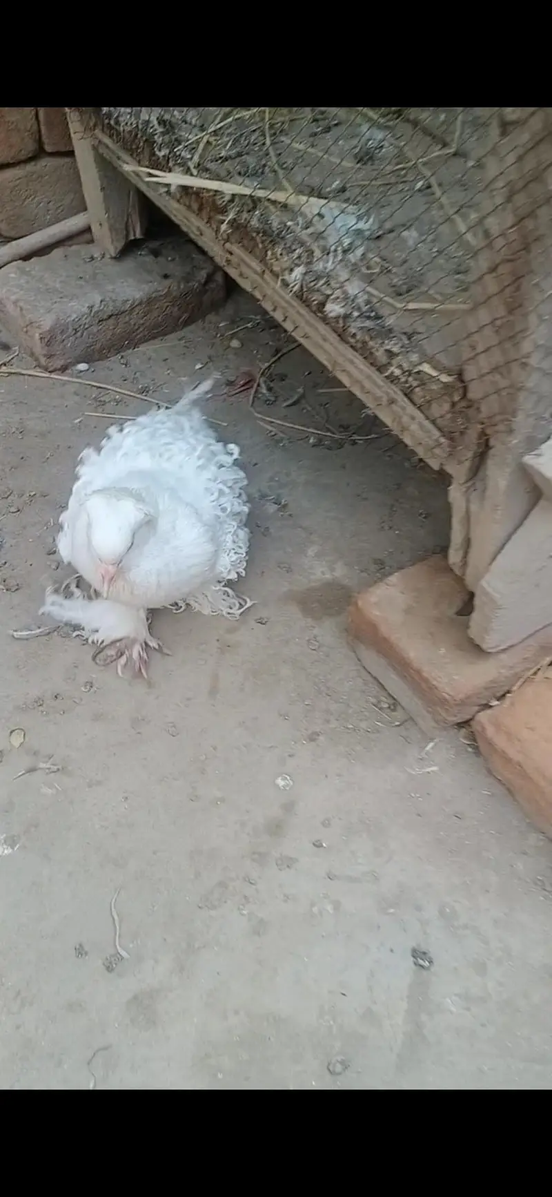 Pigeon available location Muzaffarghr — photo 2
