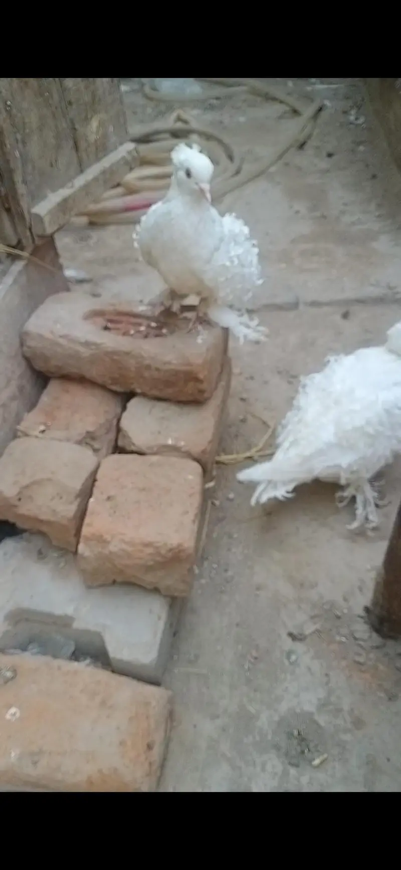 Pigeon available location Muzaffarghr — photo 3