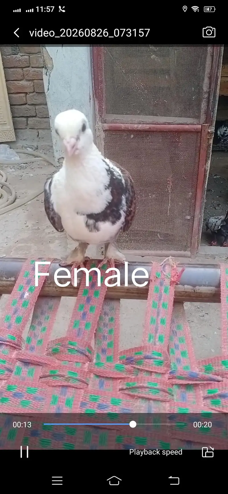 Pigeon available location Muzaffarghr — photo 4