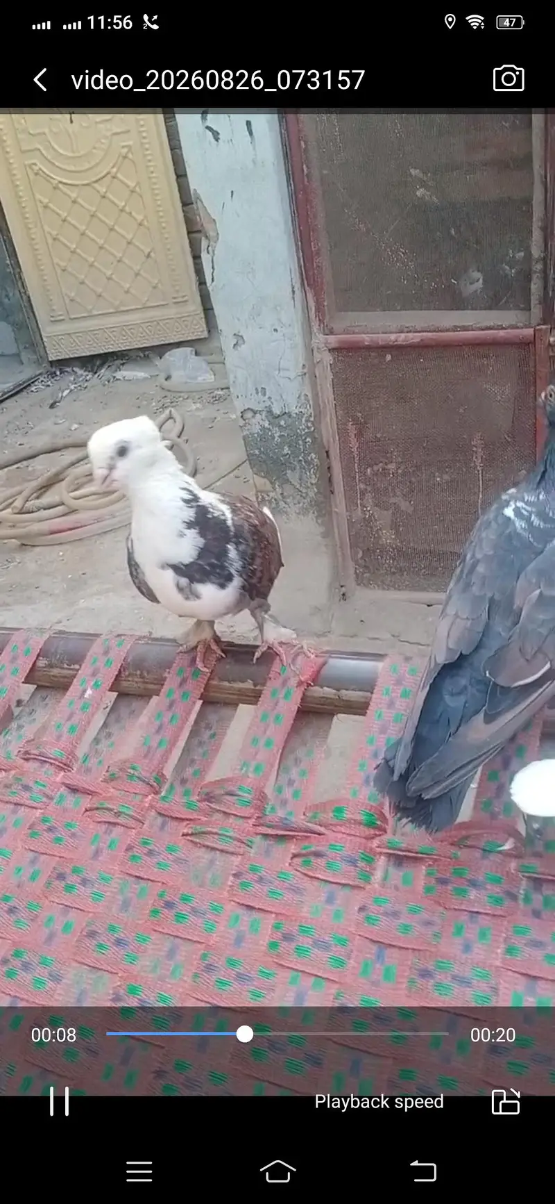 Pigeon available location Muzaffarghr — photo 5