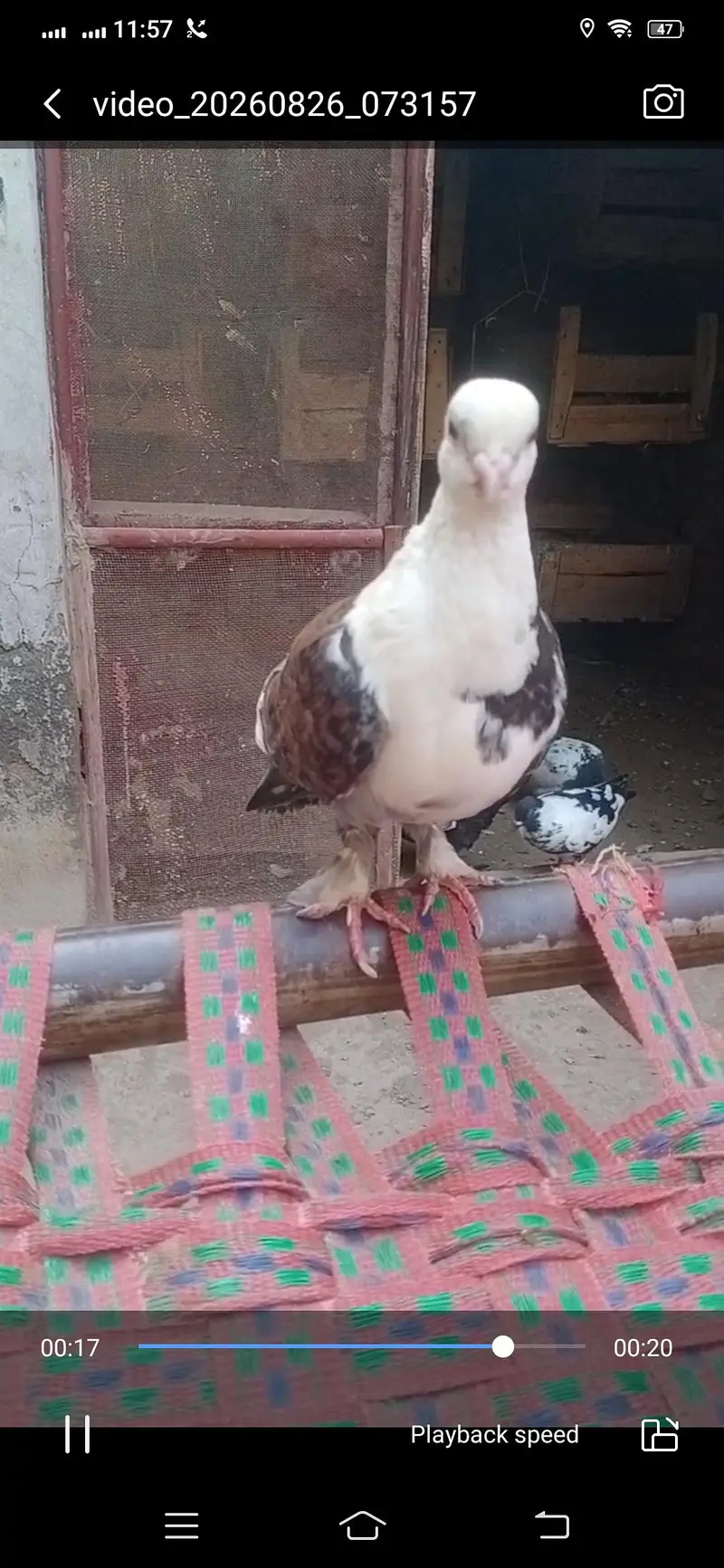 Pigeon available location Muzaffarghr — photo 6