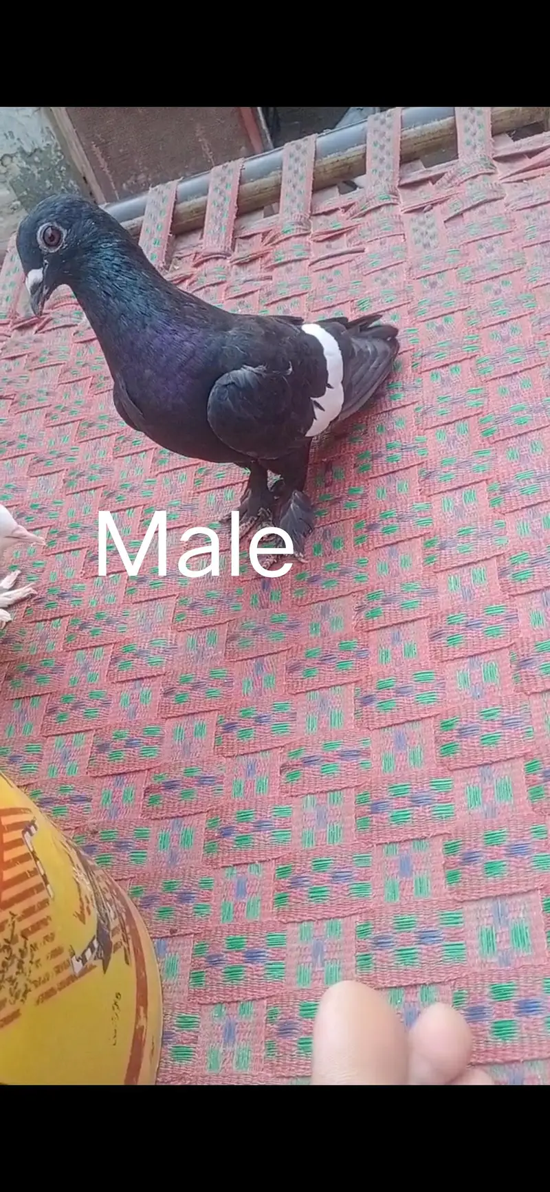 Pigeon available location Muzaffarghr — photo 7