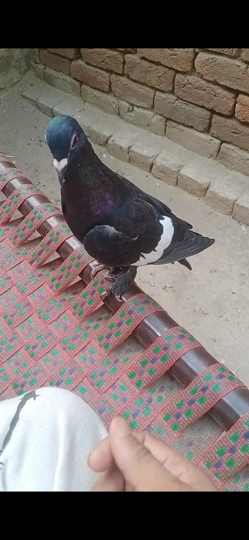 Pigeon available location Muzaffarghr — photo 8