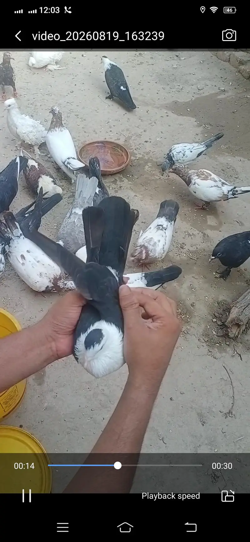 Pigeon available location Muzaffarghr — photo 9