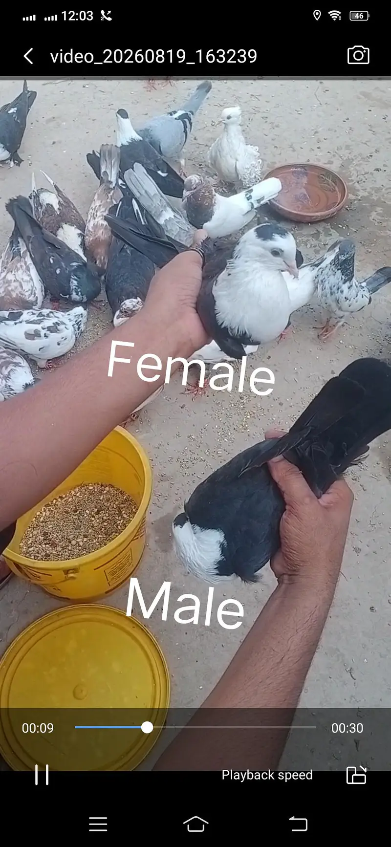 Pigeon available location Muzaffarghr — photo 10