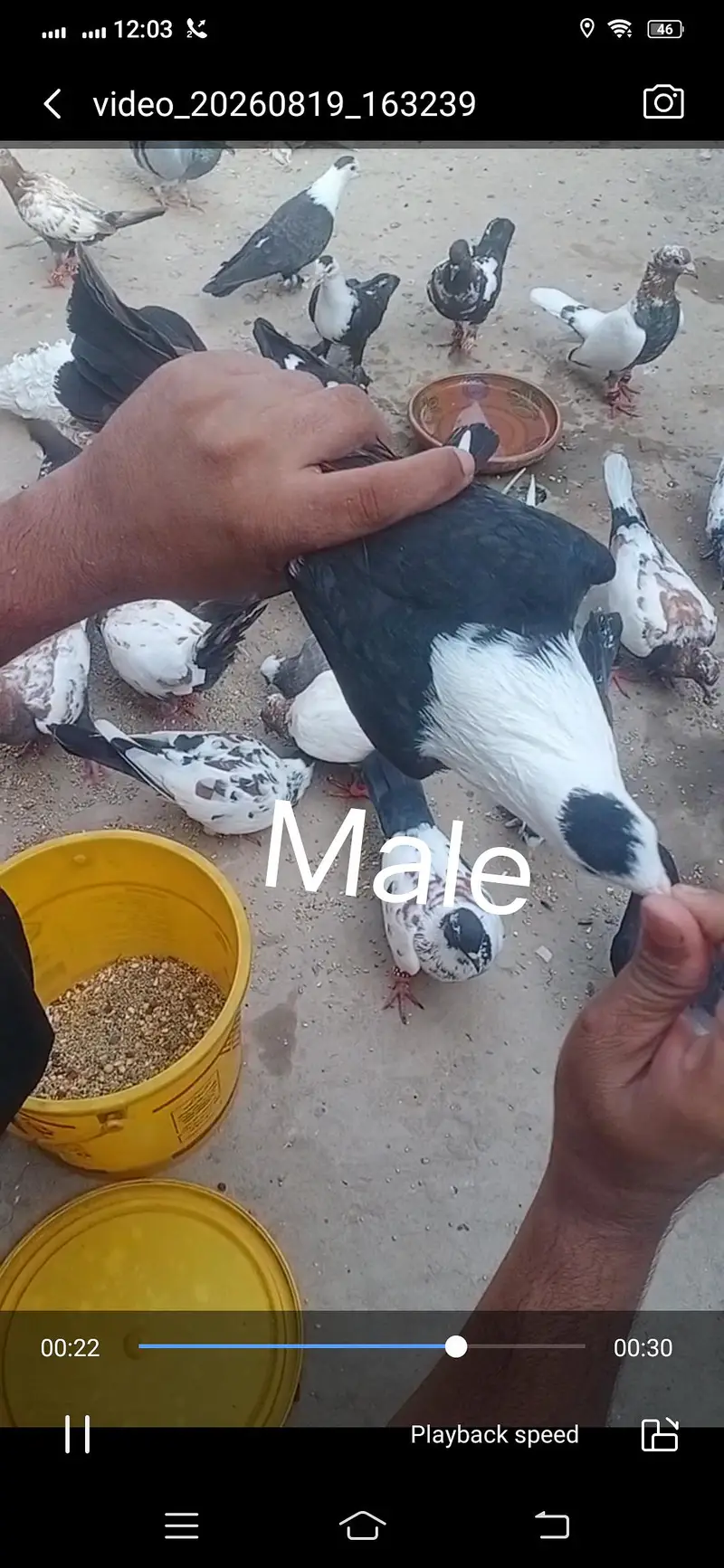 Pigeon available location Muzaffarghr — photo 11
