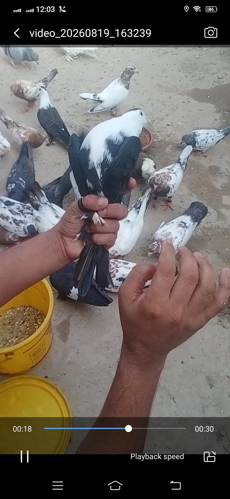 Pigeon available location Muzaffarghr — photo 12