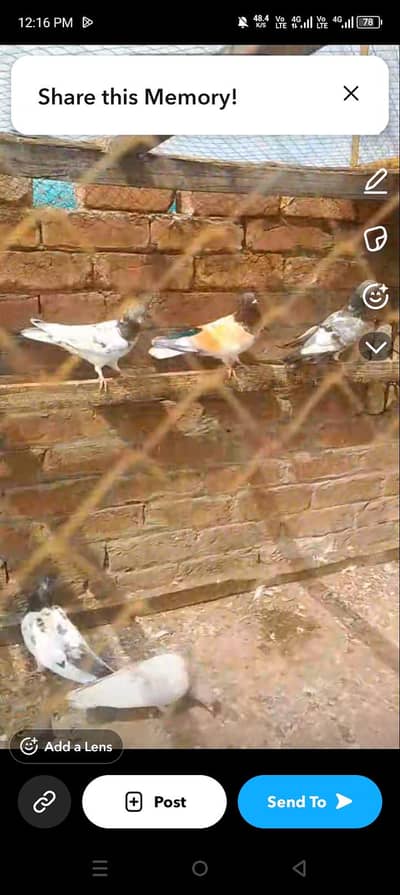 High flying pigeon