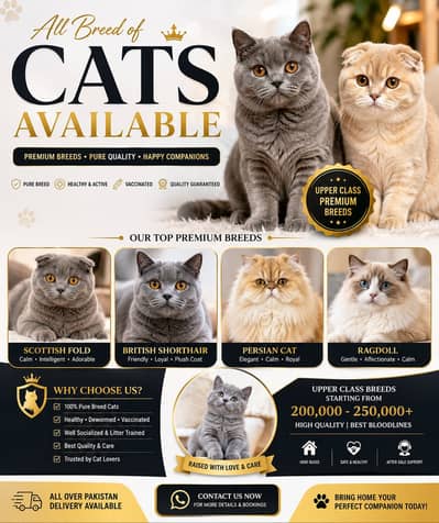 All Types of Cats / Kittens Available For Sale | Scottish | British